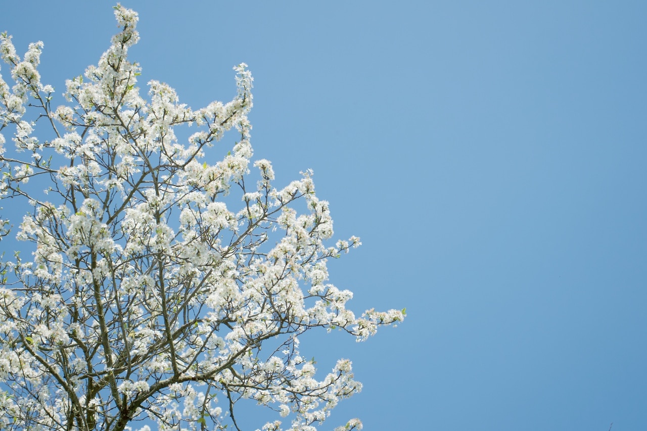 フランスの桜