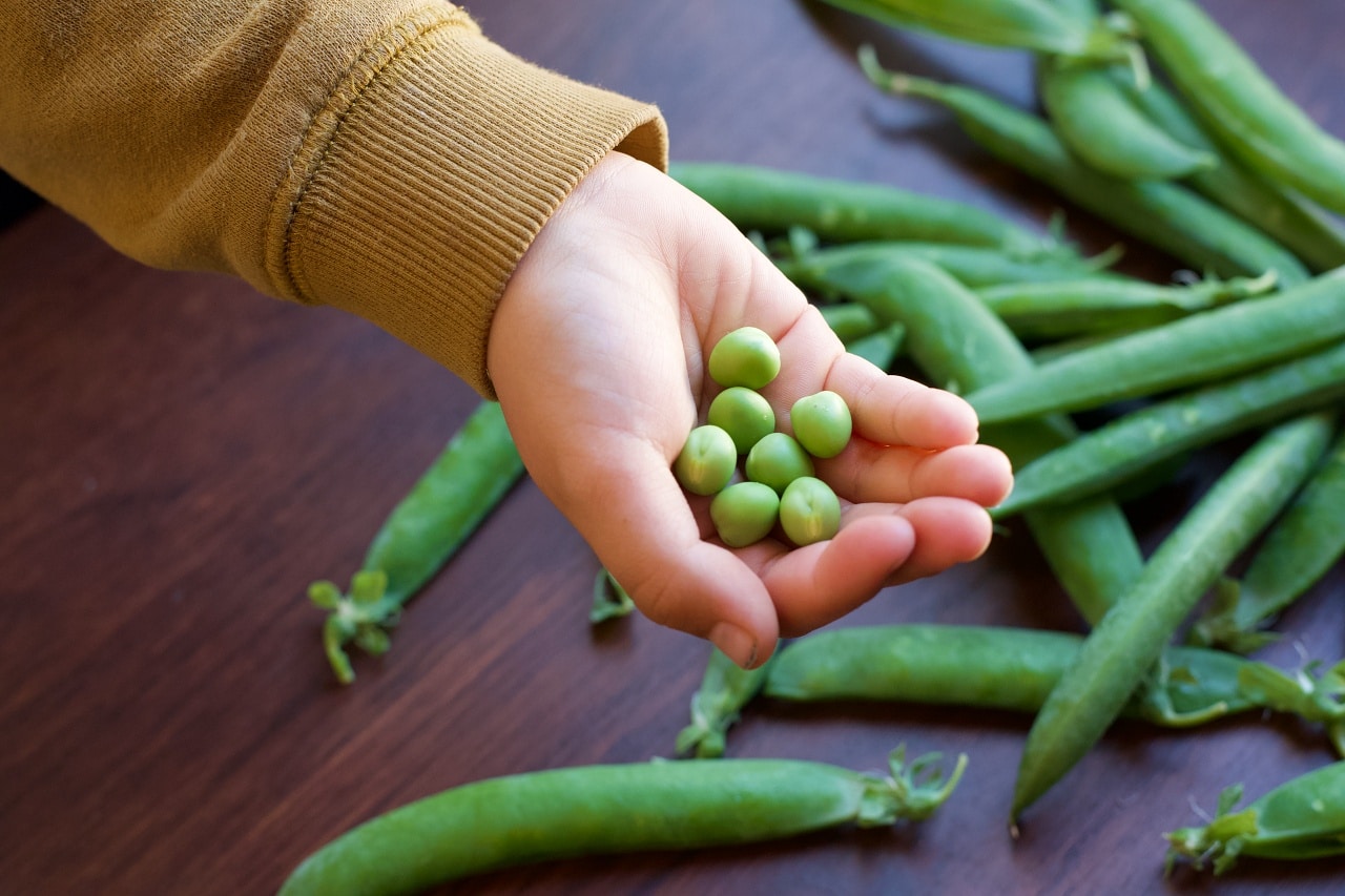 マルシェで購入した新鮮なグリンピース