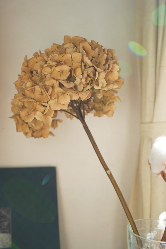 紫陽花のドライフラワー