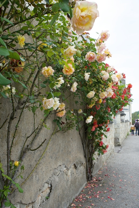 バラが植栽されたフランスの田舎