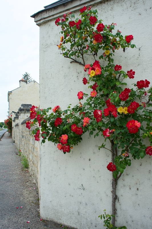 ピンクのバラが植栽されたフランスの田舎