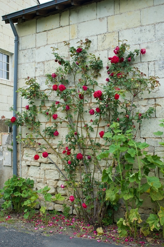 赤のバラが植栽されたフランスの田舎のおうち