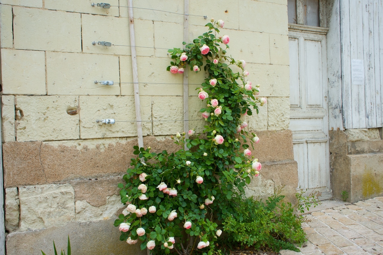 ピンクのバラが植栽されたフランスの田舎のおうち