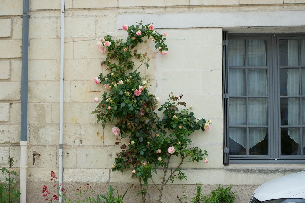 ピンクのバラが植栽されたフランスの田舎のおうち