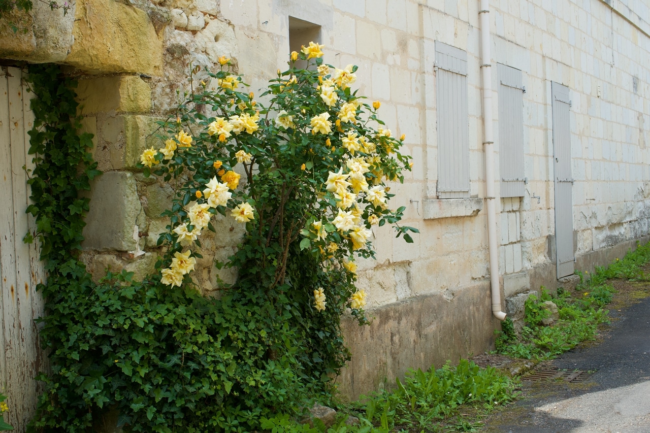 黄色のバラが植栽されたフランスの田舎のおうち