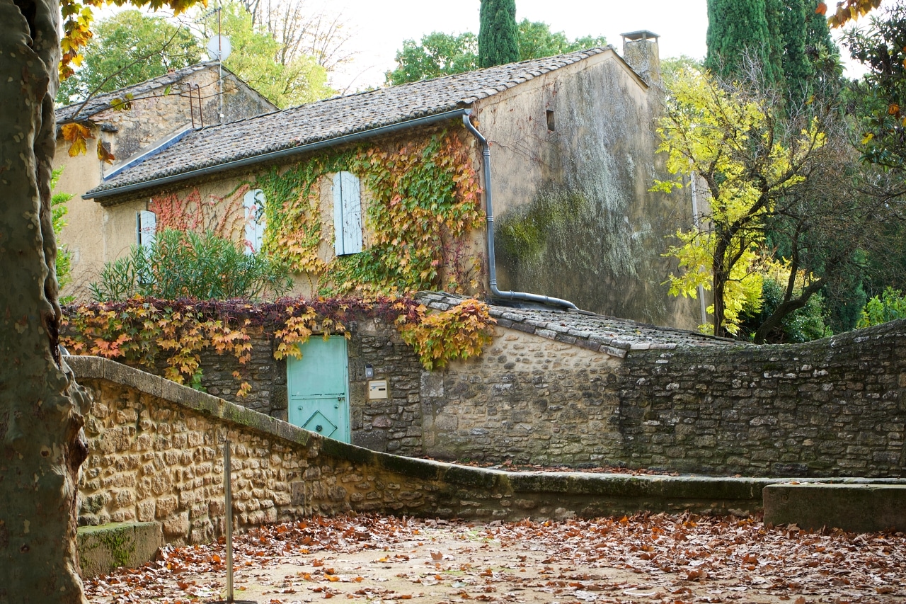 フランスの紅葉するツタ