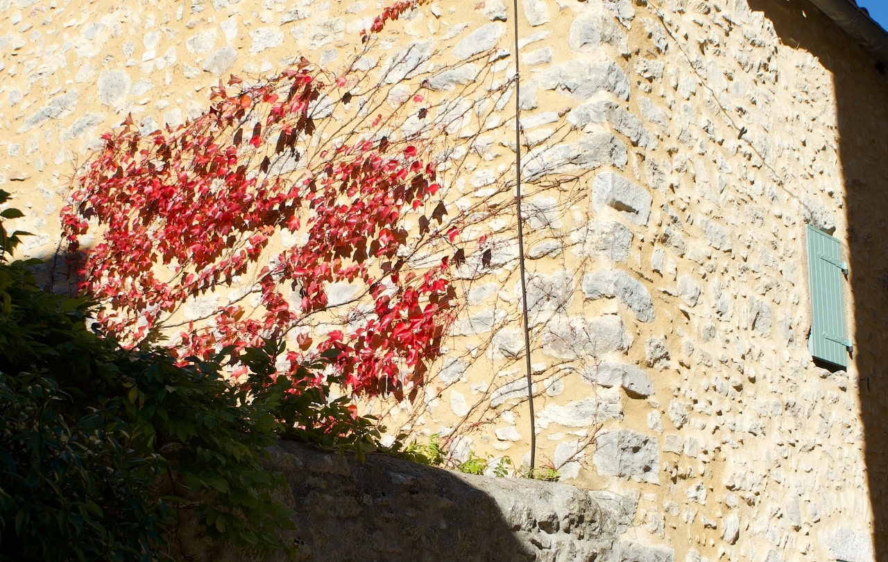 フランスの紅葉するツタ