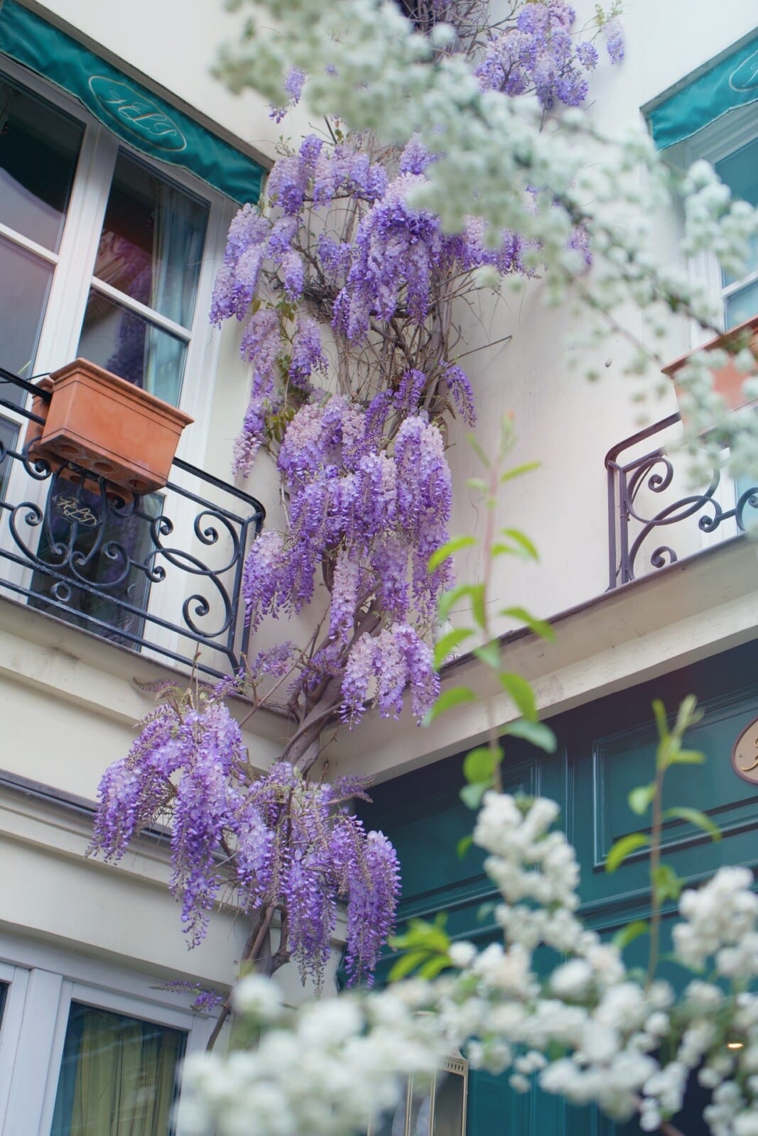 フランスの藤