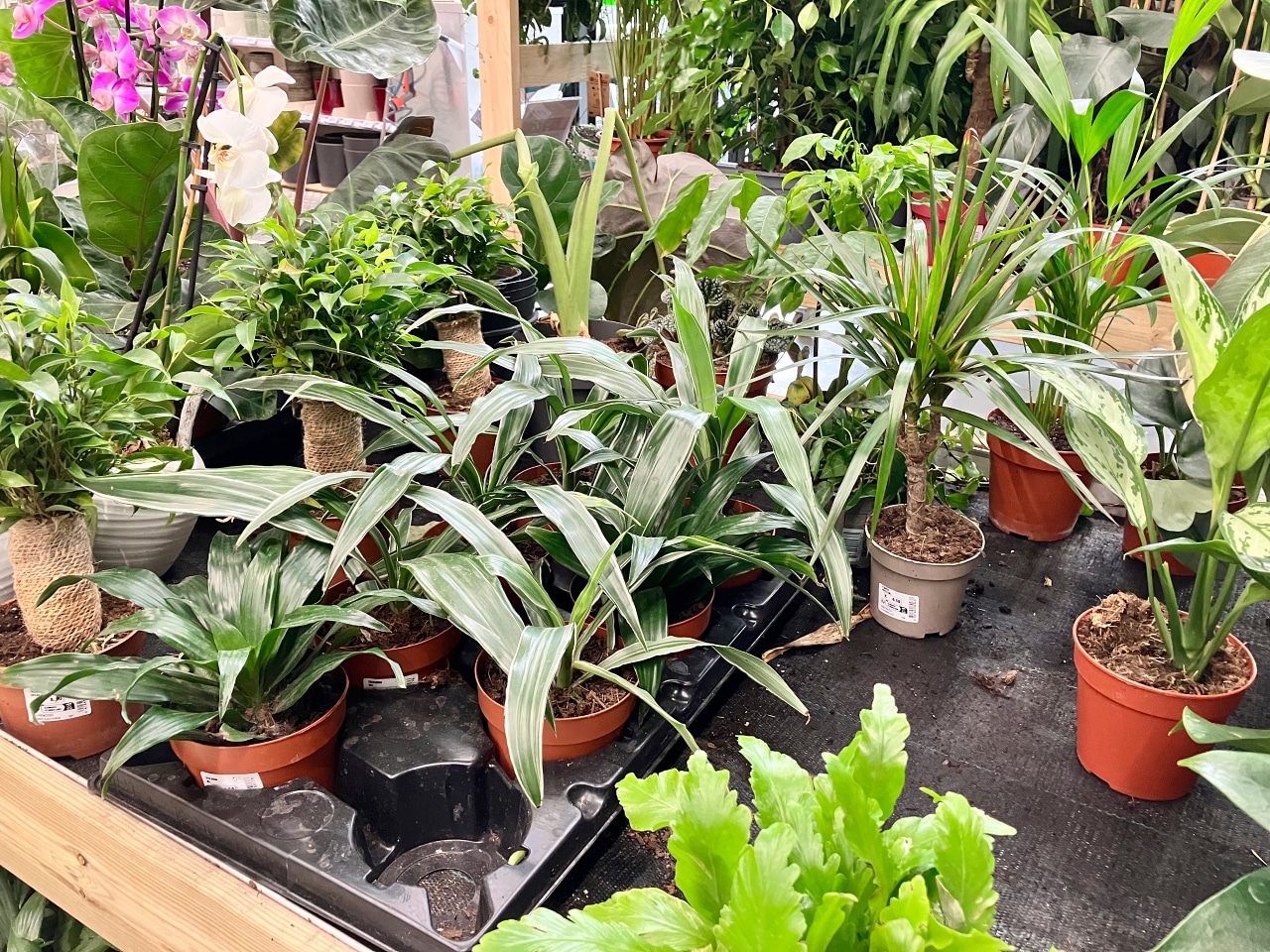 観葉植物売り場