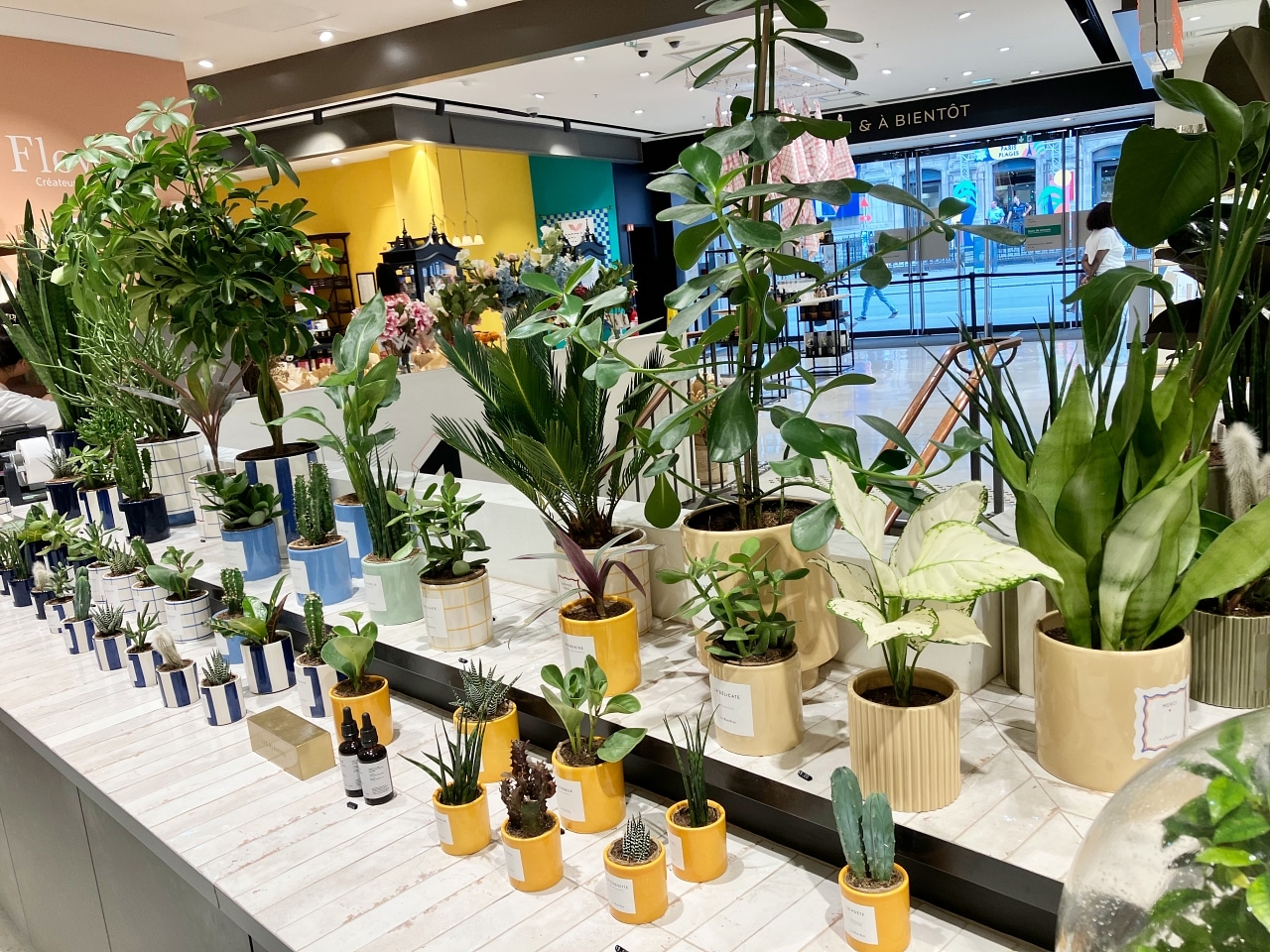 デパートの観葉植物売り場