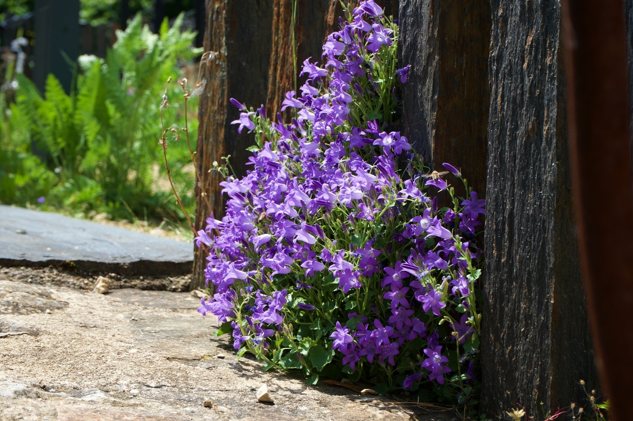 フランス田舎のおうち植栽フォトさんぽ4〜野花雑草もおしゃれに装飾